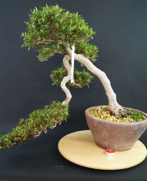bonsai ebay|bonsai ebay kleinanzeigen solitär.